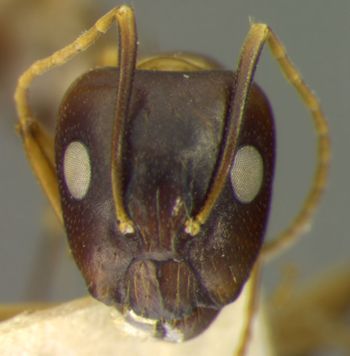 Media type: image; Entomology 21488   Aspect: head frontal view